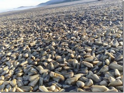 Varazon de machas Cucao