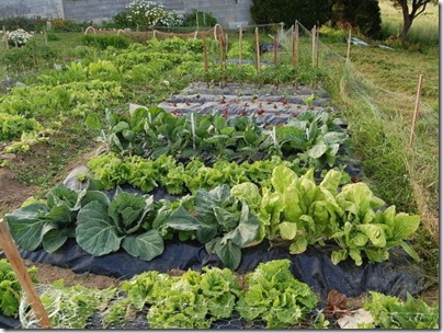 siembra de hortalizas