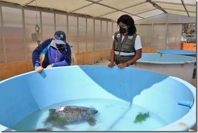 TORTUGA CHILOE 130422 (12)