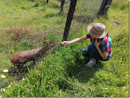 Rehabilitacion de Pudu - Chiloe Silvestre