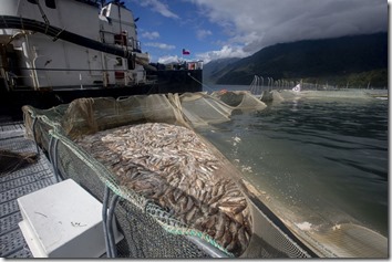 Salmoneras-area-protegida-mortandad