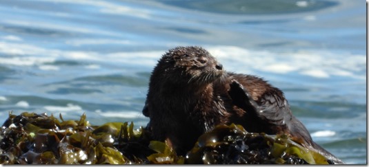 chungungo-bosques-algas-fotografia-tamara-huerta-santander-4