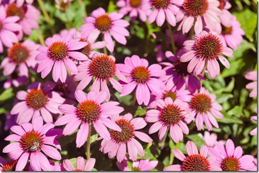 Echinacea purpurea &lsquo;PowWow Wild Berry&rsquo;