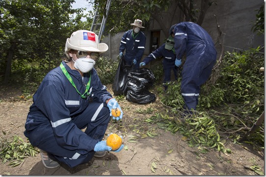 Campa&ntilde;a Mosca de La Fruta 1