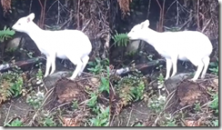 Pud&uacute; albino