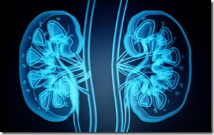 X-ray image of human kidneys. 3D illustration.