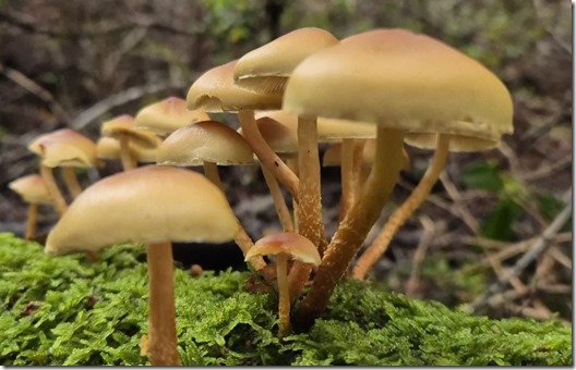 Dise&ntilde;o sin t&iacute;tulo - 1