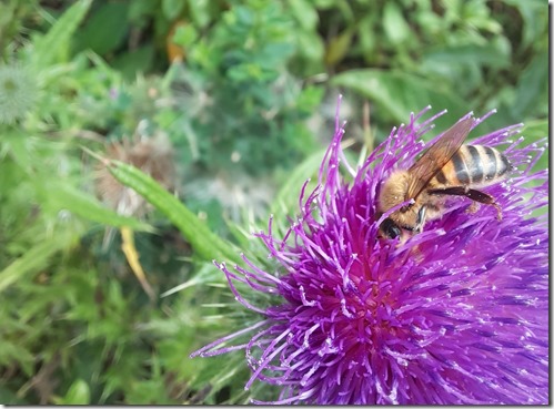Abeja _Apis mellifera en flor de Asteraceae