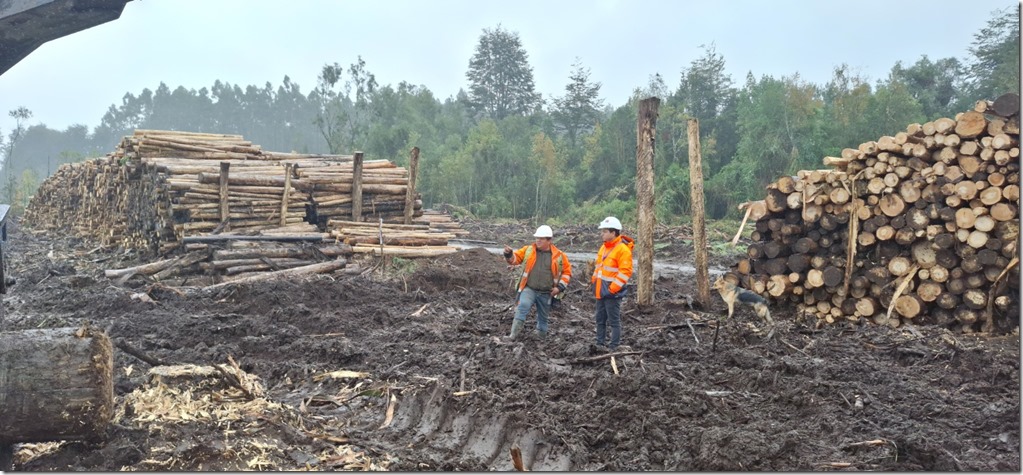 Fiscalización forestal Puerto Octay4 