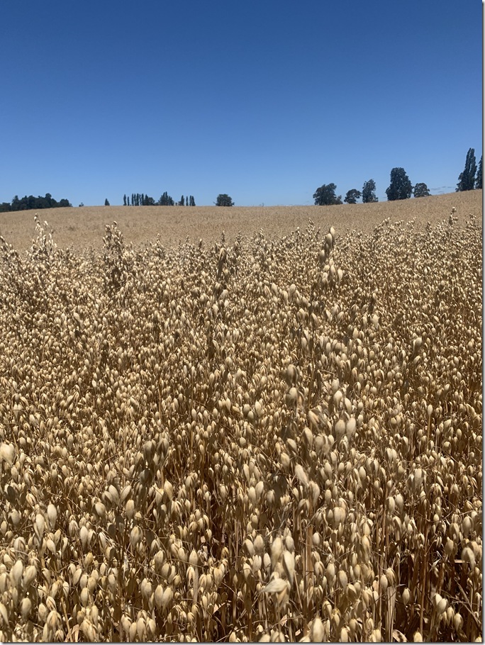 Prado de avena Chile 2