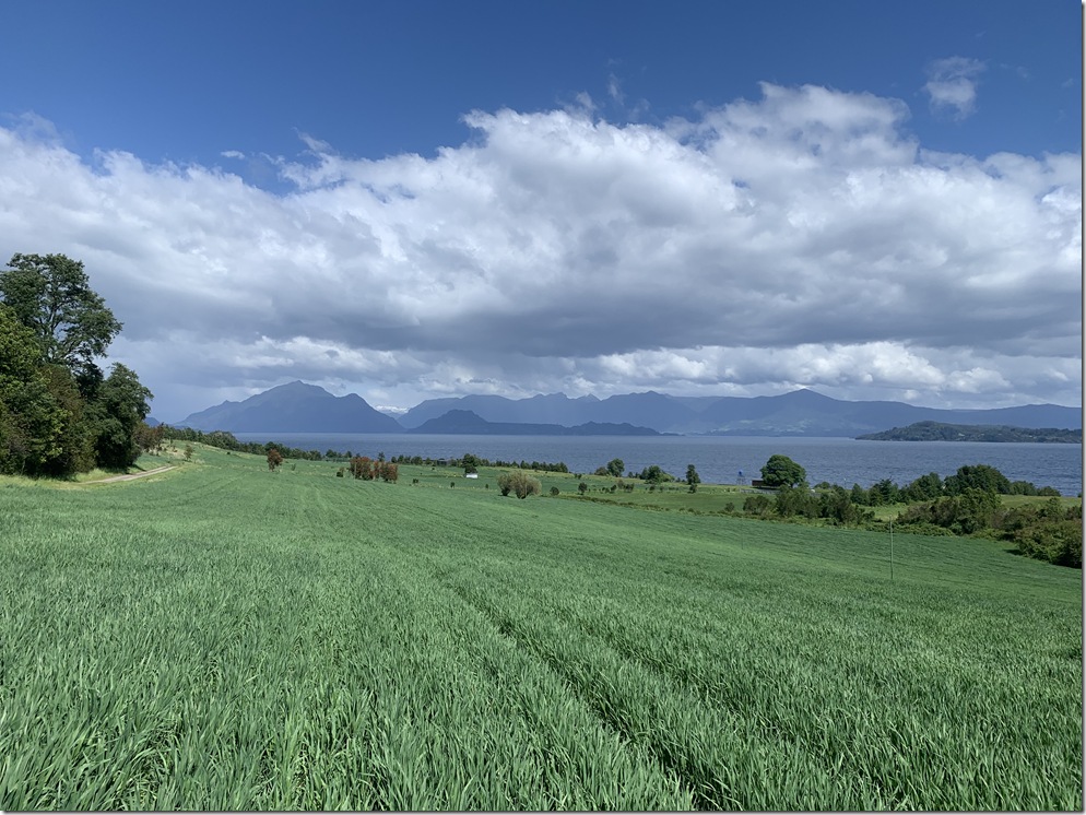 Prado de avena Chile