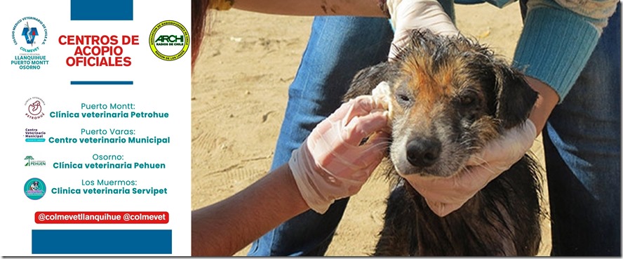 FOTO AFICHE MAS PERRITO