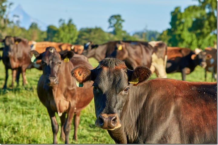 Exportación carne bovina