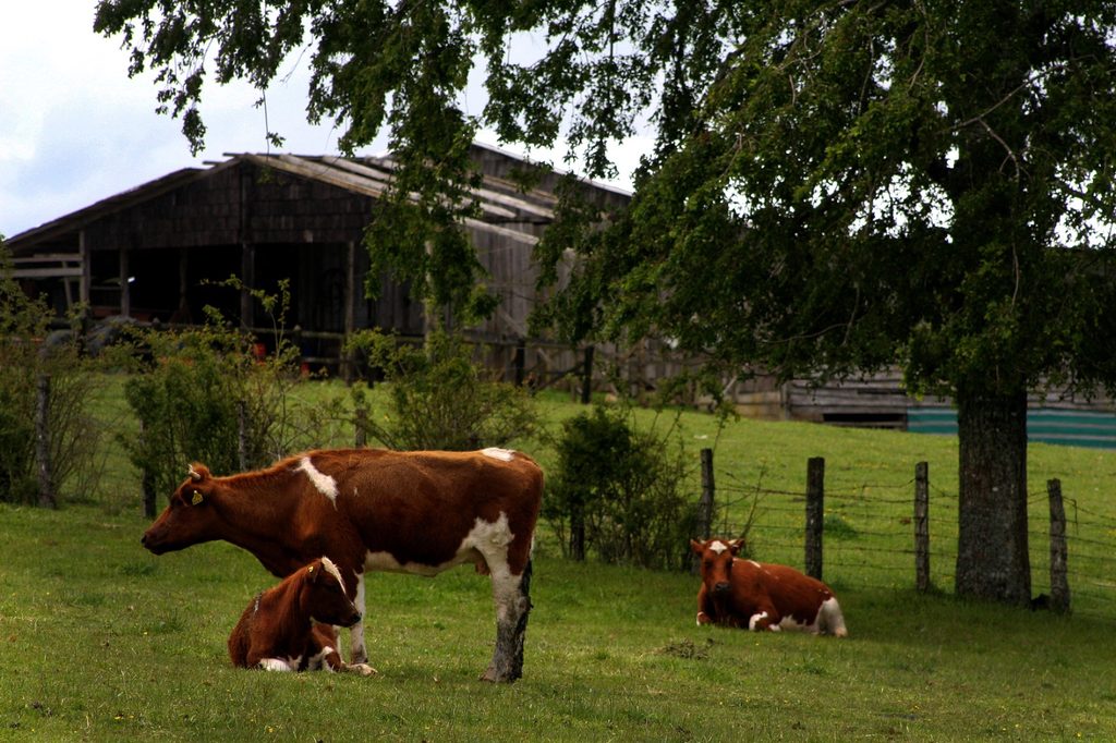 Agricultores revisando cultivos afectados por mal tiempo en el sur de Chile