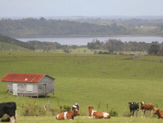 Agricultores revisando cultivos afectados por mal tiempo en el sur de Chile
