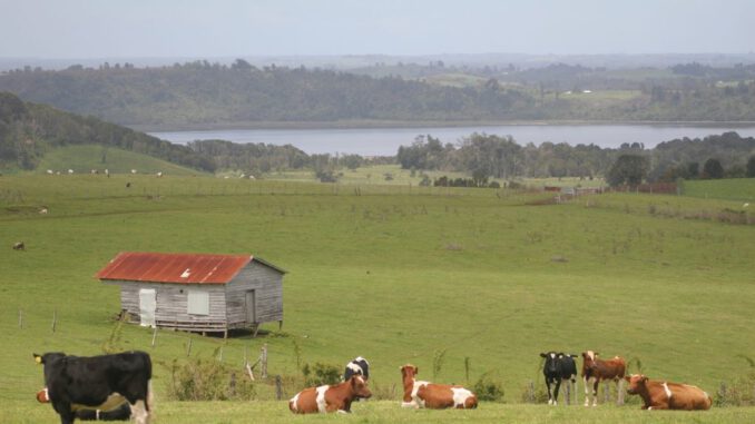 Agricultores revisando cultivos afectados por mal tiempo en el sur de Chile