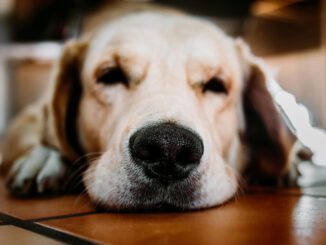 Perro abrigado descansando en un hogar acogedor durante el invierno.