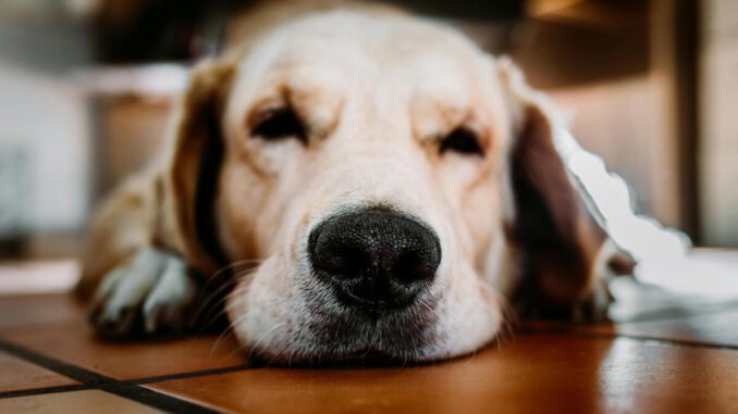 Perro abrigado descansando en un hogar acogedor durante el invierno.