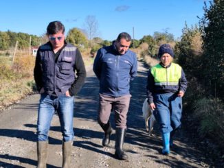 Agricultor revisando cultivos en la región de Los Lagos ante alerta climática