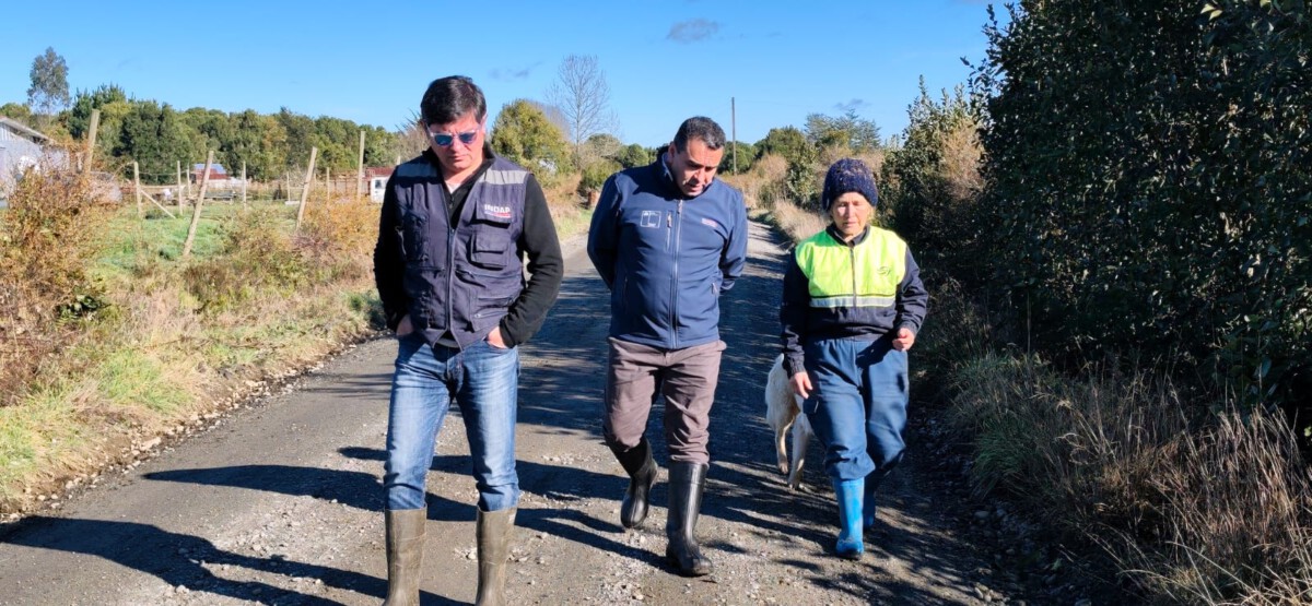 Agricultor revisando cultivos en la región de Los Lagos ante alerta climática