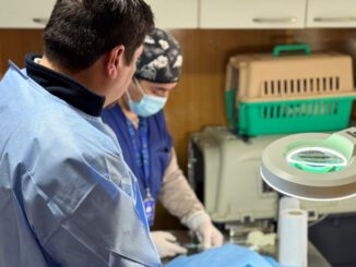 Equipo veterinario del Centro de Esterilización Municipal realizando una atención a mascotas en Frutillar.