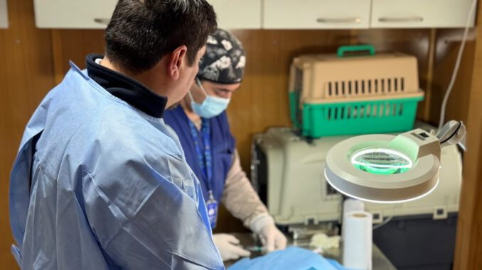 Equipo veterinario del Centro de Esterilización Municipal realizando una atención a mascotas en Frutillar.