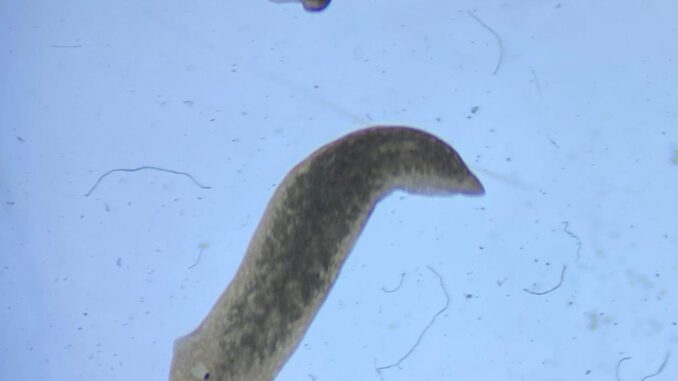 Planaria de agua dulce sobre una roca mostrando su estructura biológica