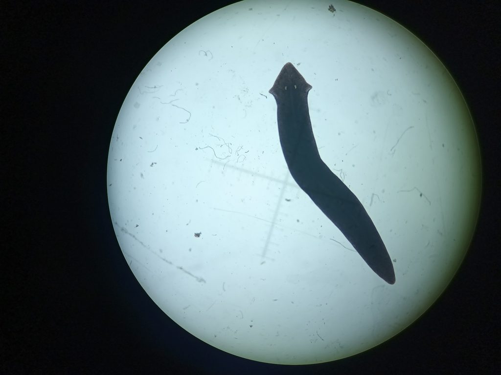 Planaria de agua dulce sobre una roca mostrando su estructura biológica