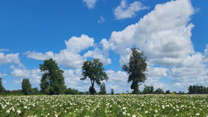 Cultivo de peonías en la región de Los Lagos destinadas a la exportación internacional