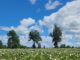 Cultivo de peonías en la región de Los Lagos destinadas a la exportación internacional