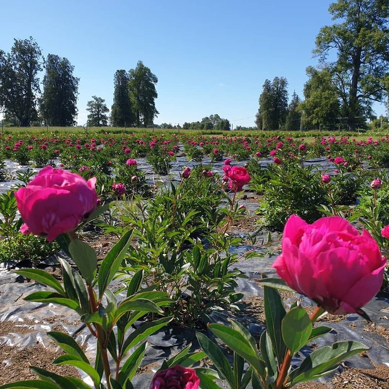 Cultivo de peonías en la región de Los Lagos destinadas a la exportación internacional