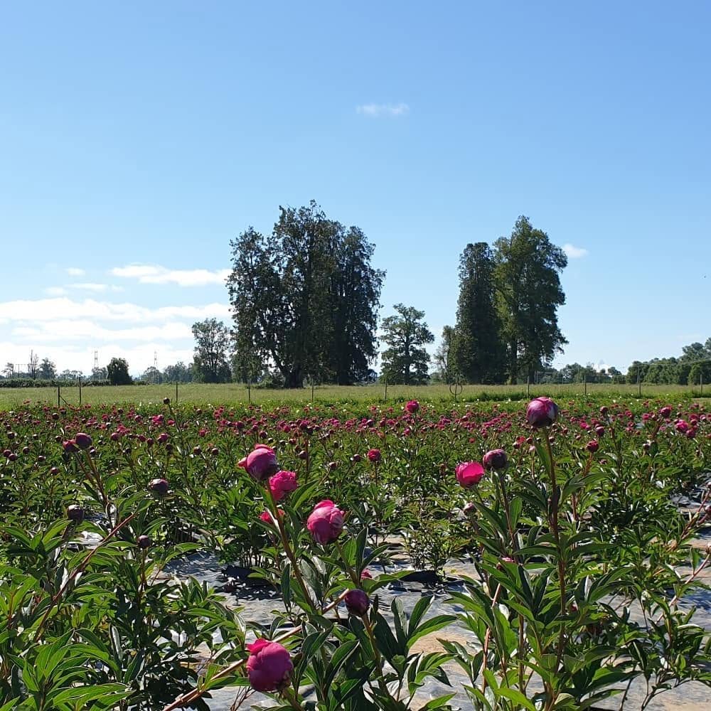 Cultivo de peonías en la región de Los Lagos destinadas a la exportación internacional