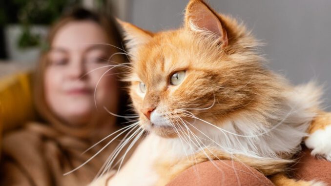 Gato doméstico descansando en un hogar chileno bajo cuidados responsables