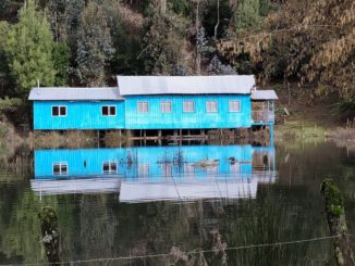 Campesinos revisando cultivos afectados tras el desborde de ríos en la zona de Osorno