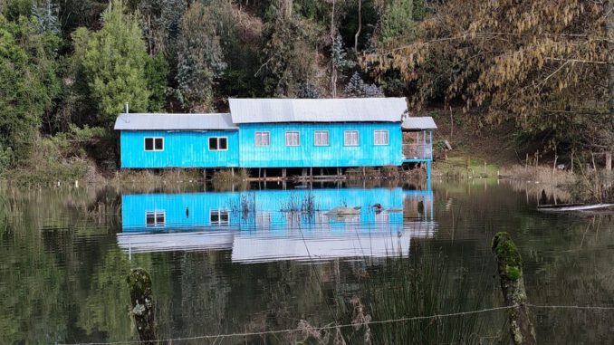 Campesinos revisando cultivos afectados tras el desborde de ríos en la zona de Osorno