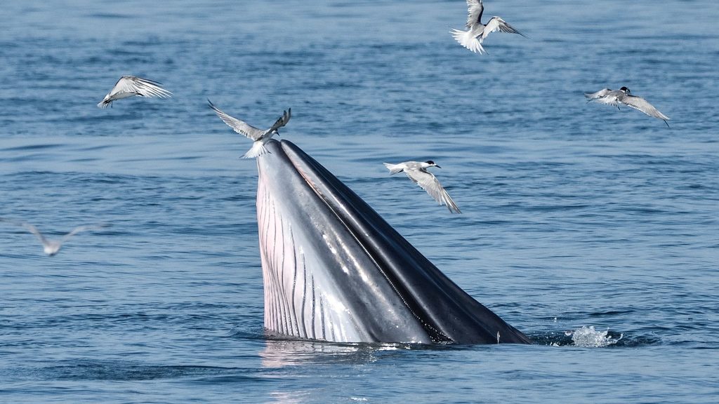 Ballena azul alimentandose en los fiordos de la Patagonia chilena
