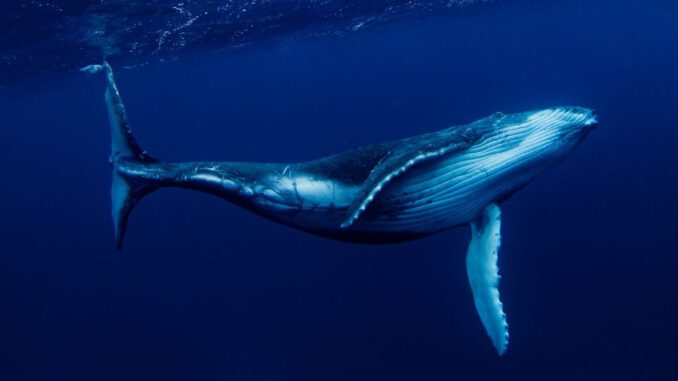 Ballena azul alimentandose en los fiordos de la Patagonia chilena