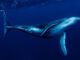 Ballena azul alimentandose en los fiordos de la Patagonia chilena