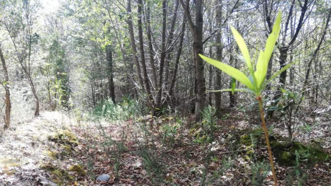 Plantación de árboles nativos en terreno recuperado de espinillo en la comuna de Castro Chiloé