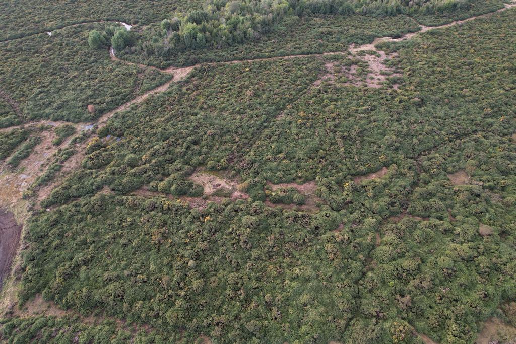Plantación de árboles nativos en terreno recuperado de espinillo en la comuna de Castro Chiloé