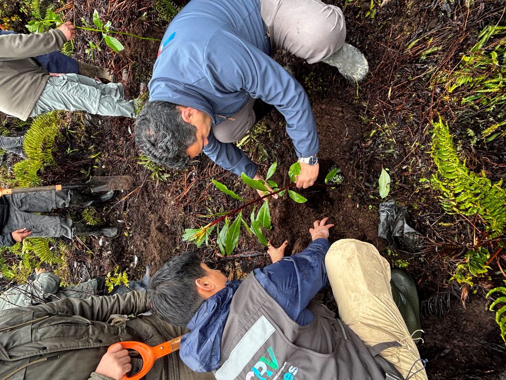Integrantes de la comunidad Coihuín de Compu y autoridades celebran la restauración de bosque nativo en Los Lagos.