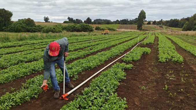 Pequeño agricultor en un campo recibiendo apoyo financiero y asesoría de INDAP