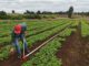 Pequeño agricultor en un campo recibiendo apoyo financiero y asesoría de INDAP
