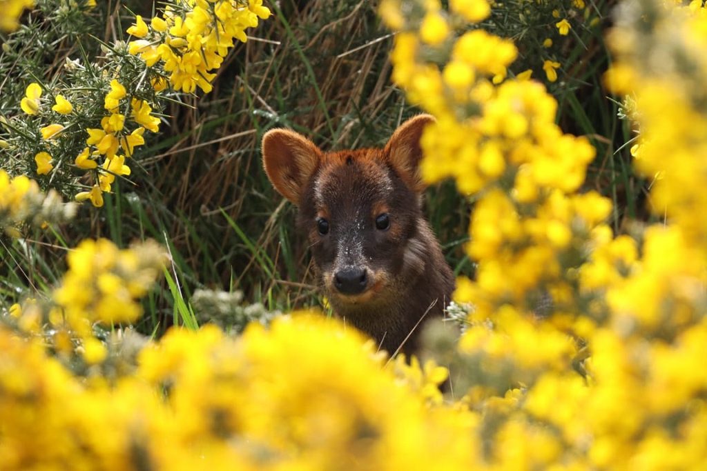 Estudiantes participando en talleres de educación ambiental sobre el pudú y el bosque nativo en Chiloé.